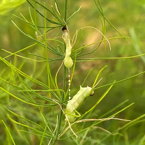 科云® 特科喜®  甜菜夜蛾核型多角體病毒制劑